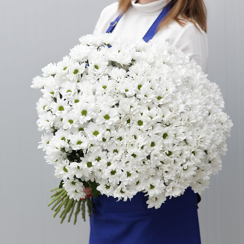 Хризантема Ромашка фото