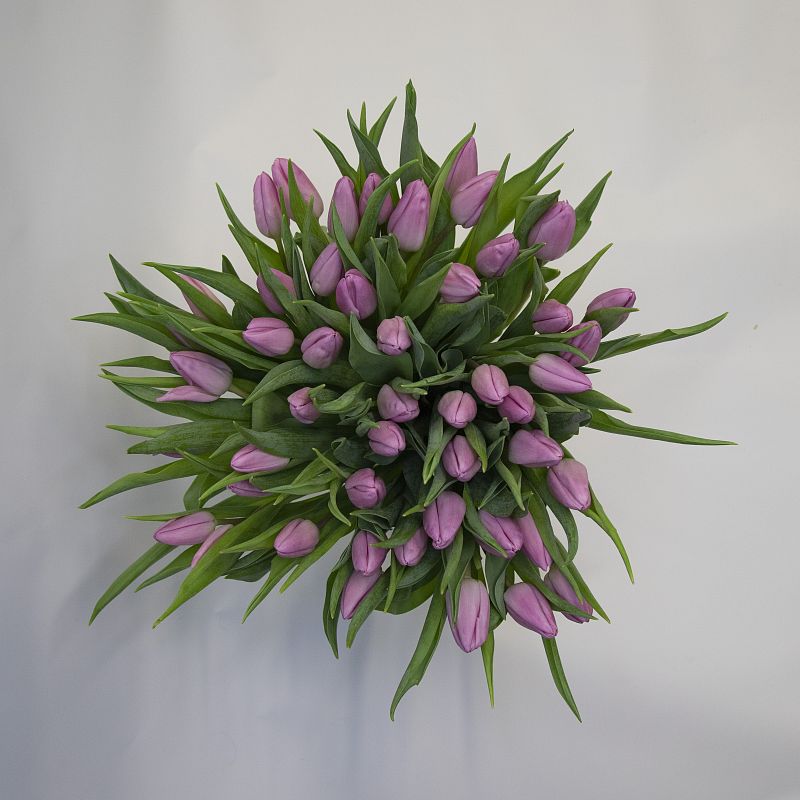 51 розовый тюльпан фото