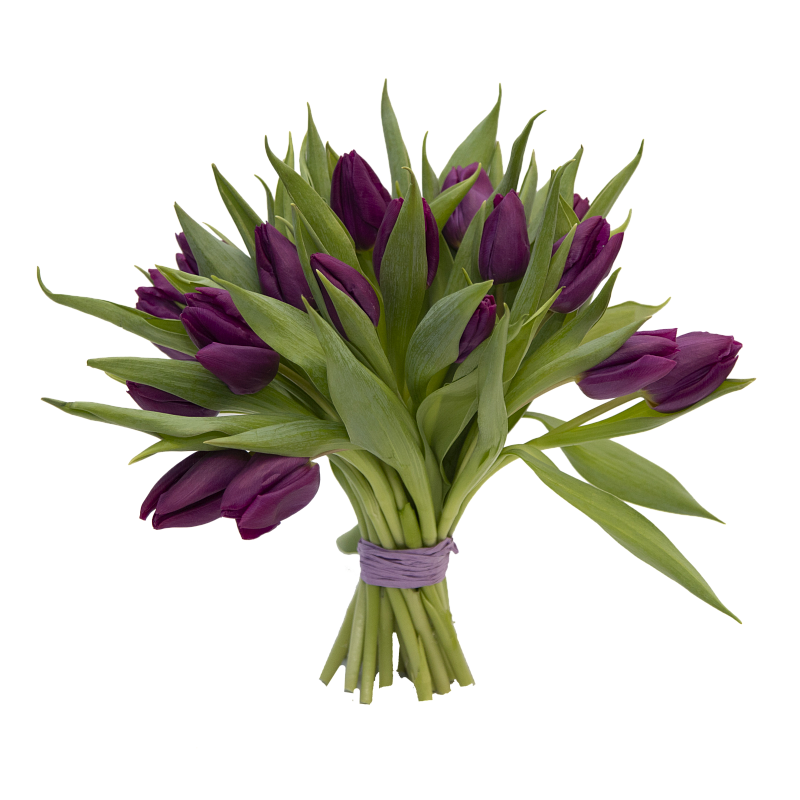 25 фиолетовых тюльпанов фото