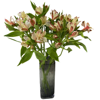 Альстромерия