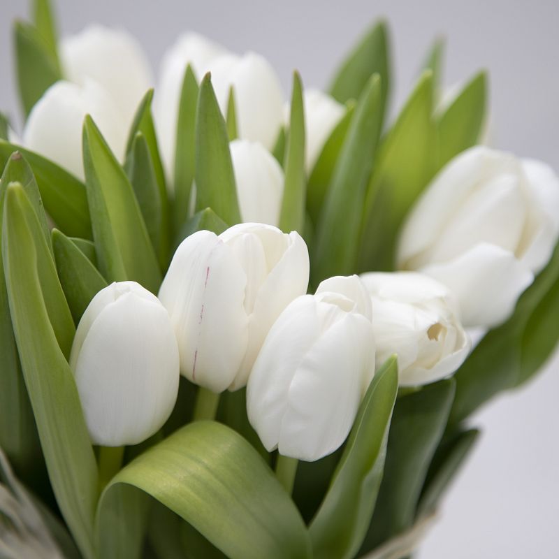 15 белых тюльпанов фото