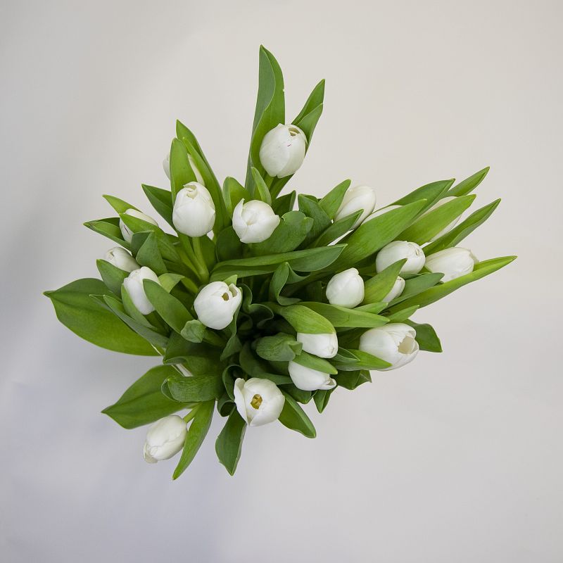 19 белых тюльпанов фото