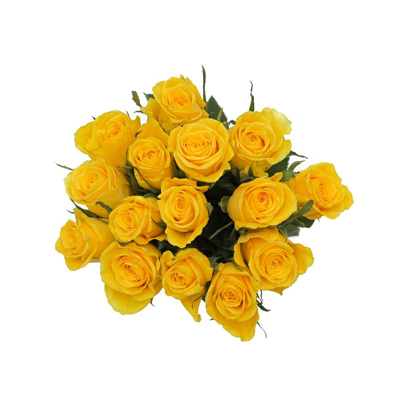 Роза Мунволк фото