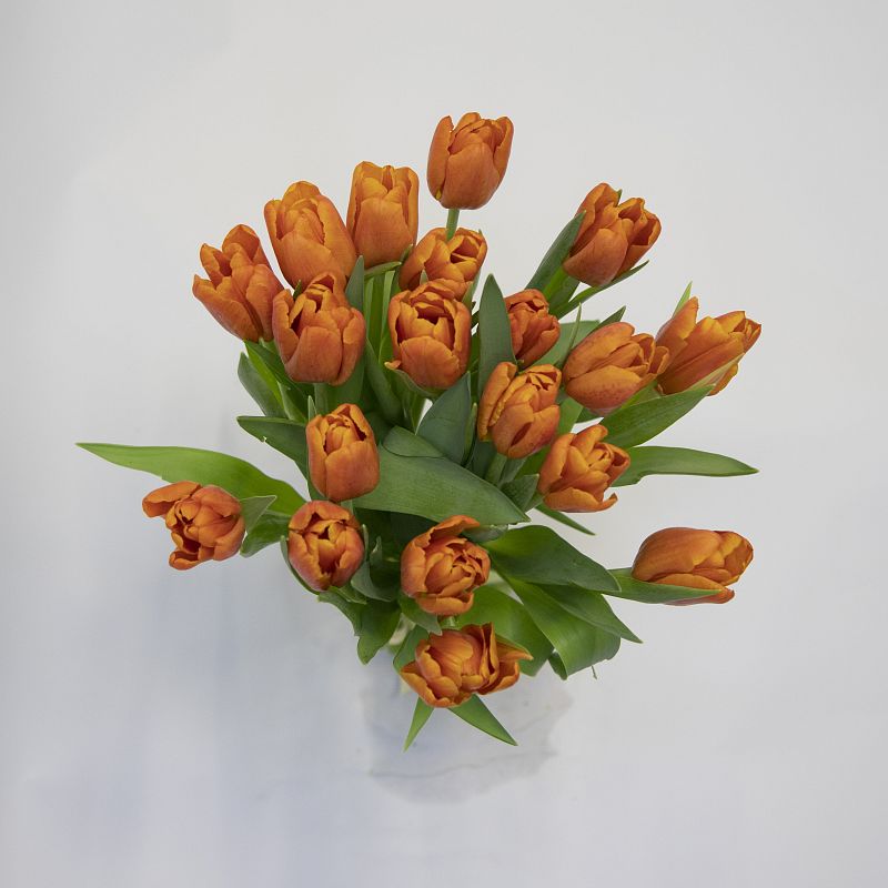 19 оранжевых тюльпанов фото
