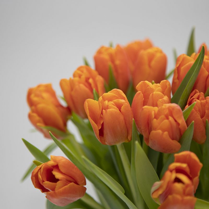 19 оранжевых тюльпанов фото