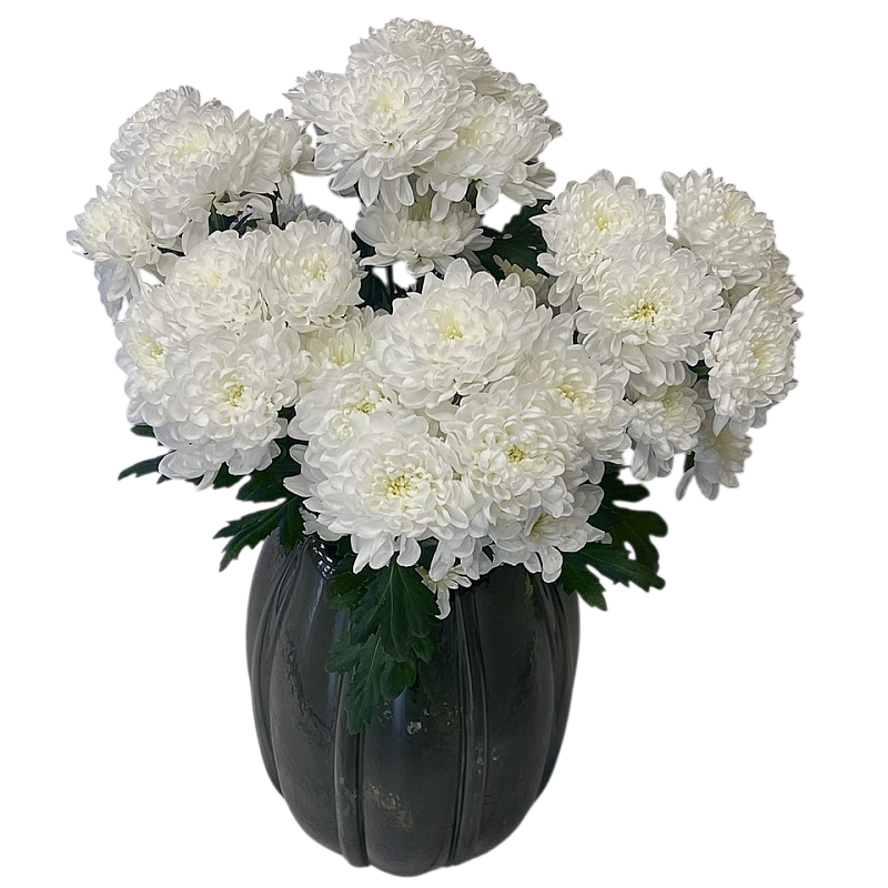 Хризантема Алтай фото