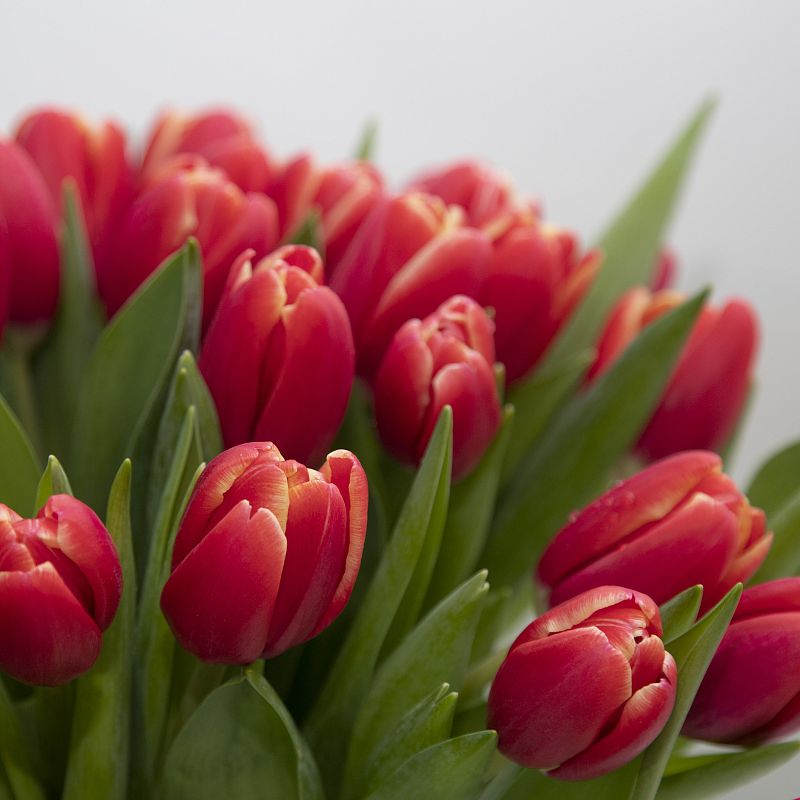 51 красный тюльпан фото