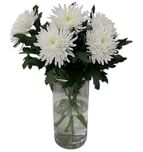 Хризантема Топспин