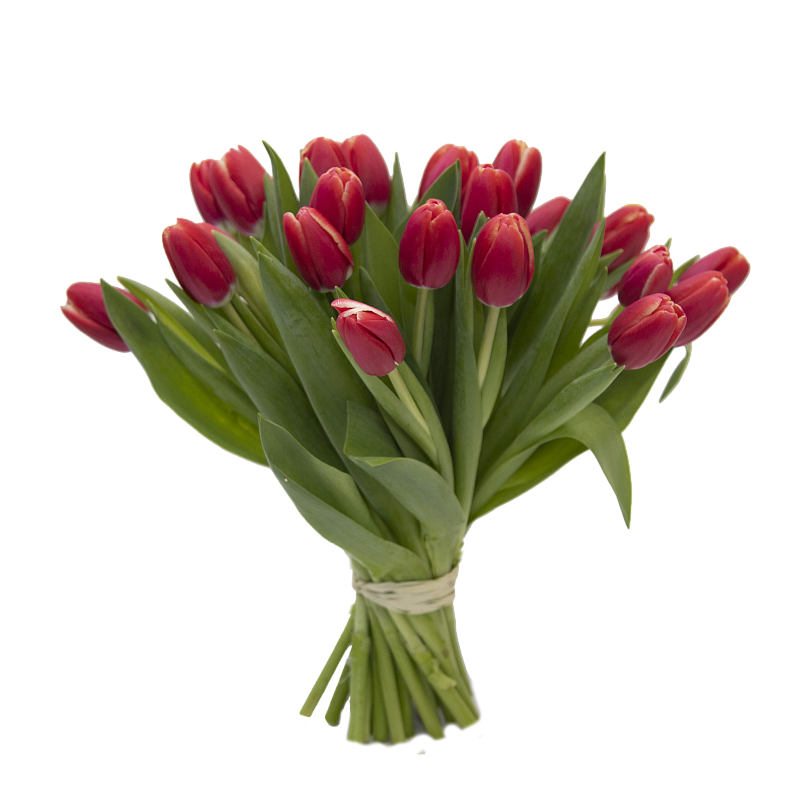 25 красных тюльпанов фото