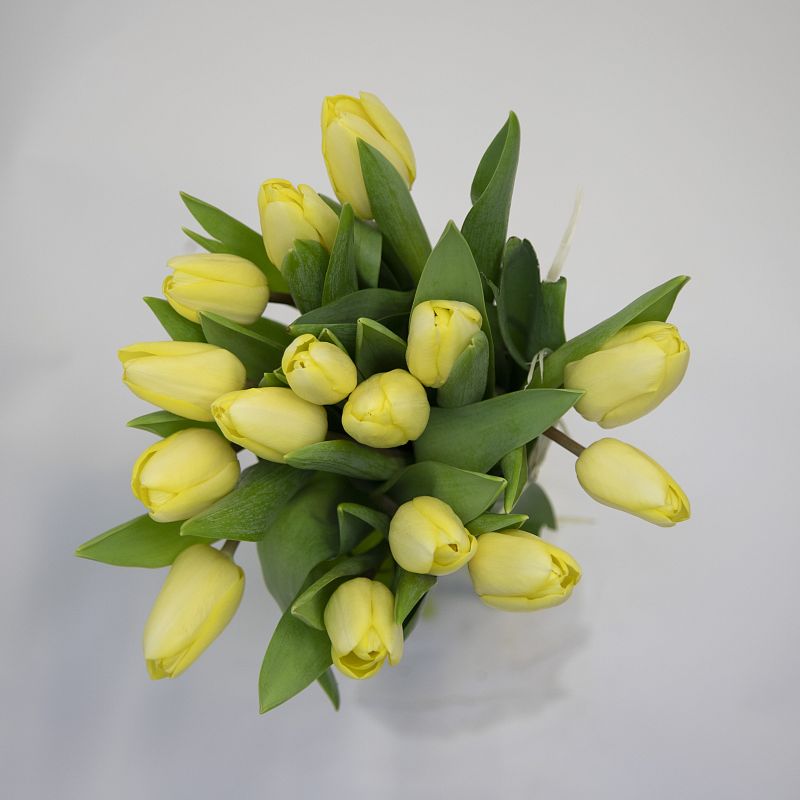 15 желтых тюльпанов фото