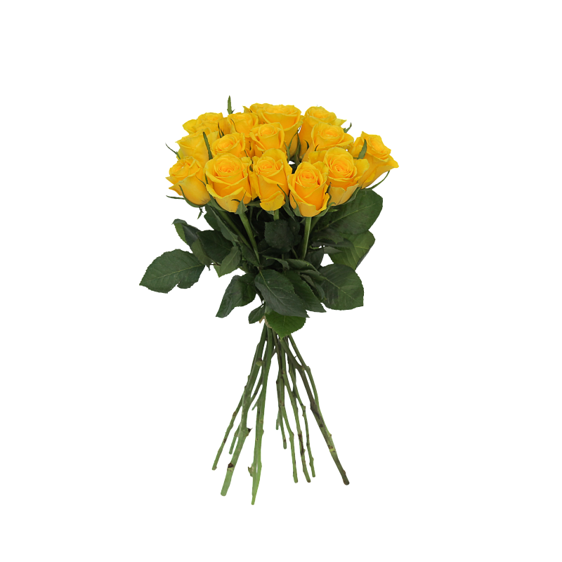 Роза Мунволк фото