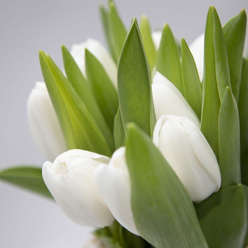 11 белых тюльпанов фото