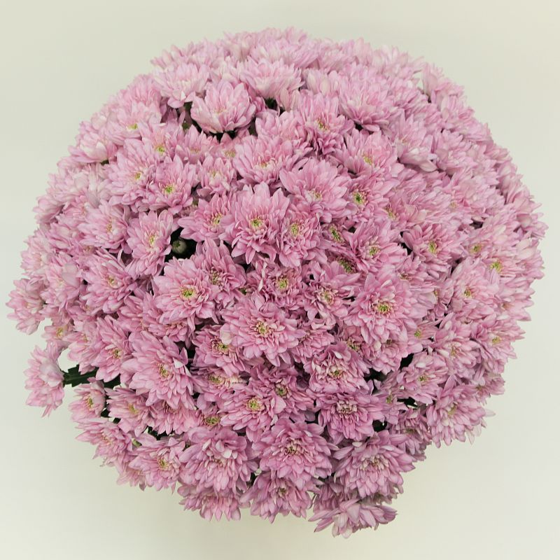 Розовая хризантема фото