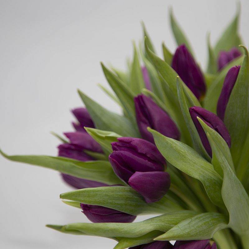 25 фиолетовых тюльпанов фото