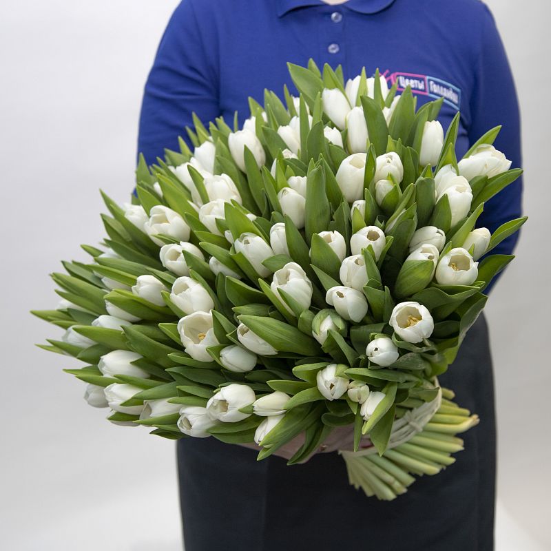 101 белый тюльпан фото