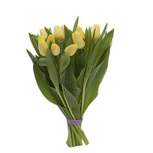19 желтых тюльпанов