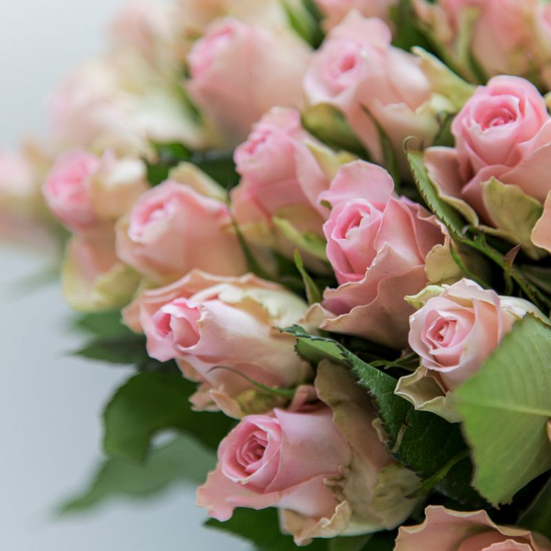 Роза Бизой фото