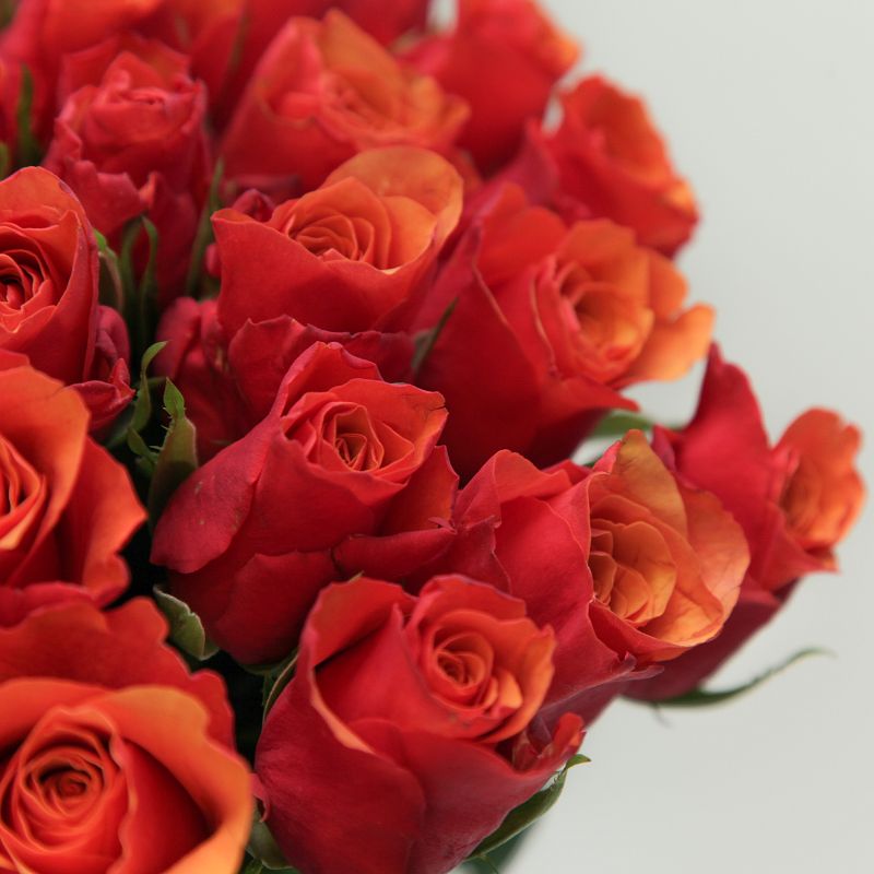 Роза Испания фото