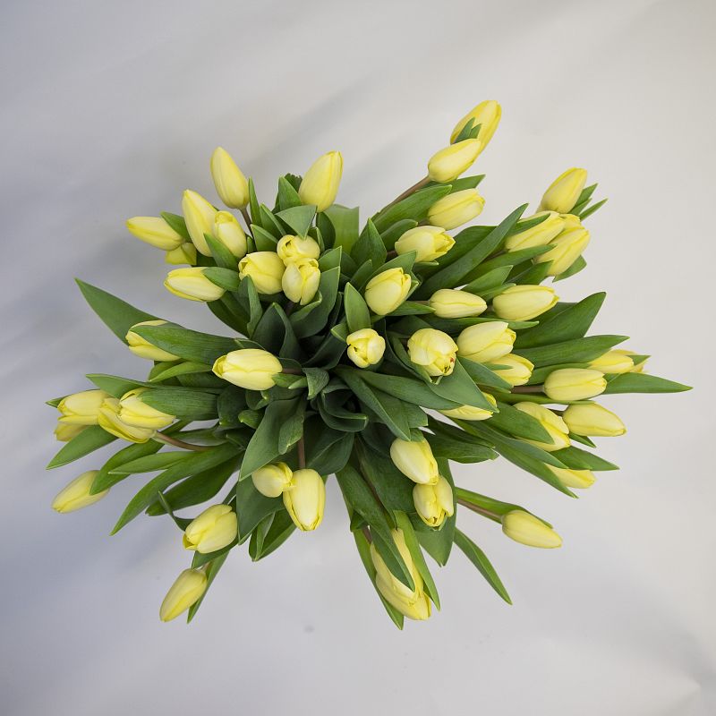 51 желтый тюльпан фото