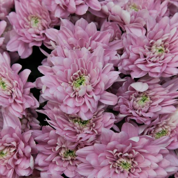 Розовая хризантема