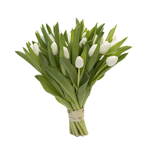 25 белых тюльпанов