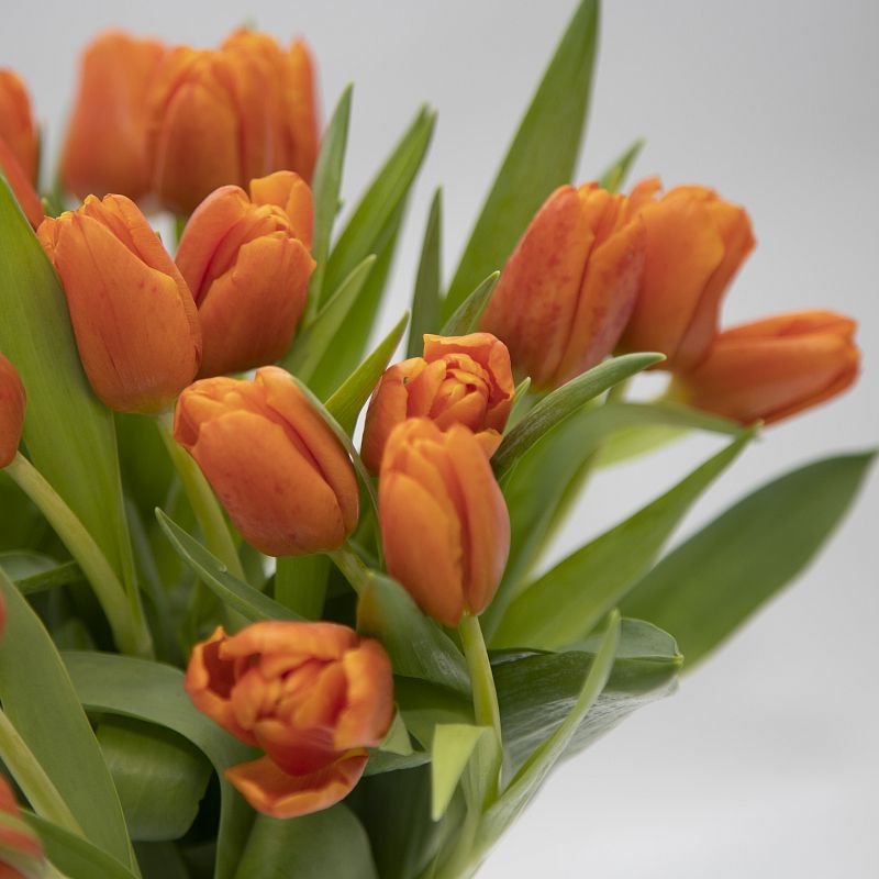 25 оранжевых тюльпанов фото