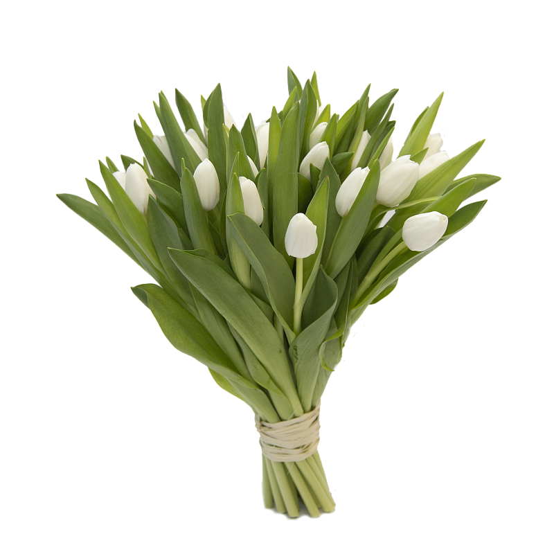 25 белых тюльпанов фото