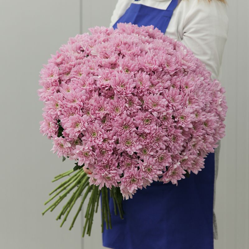 Розовая хризантема фото