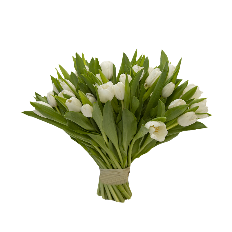 51 белый тюльпан фото