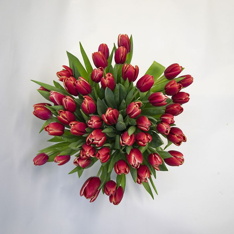 51 красный тюльпан фото