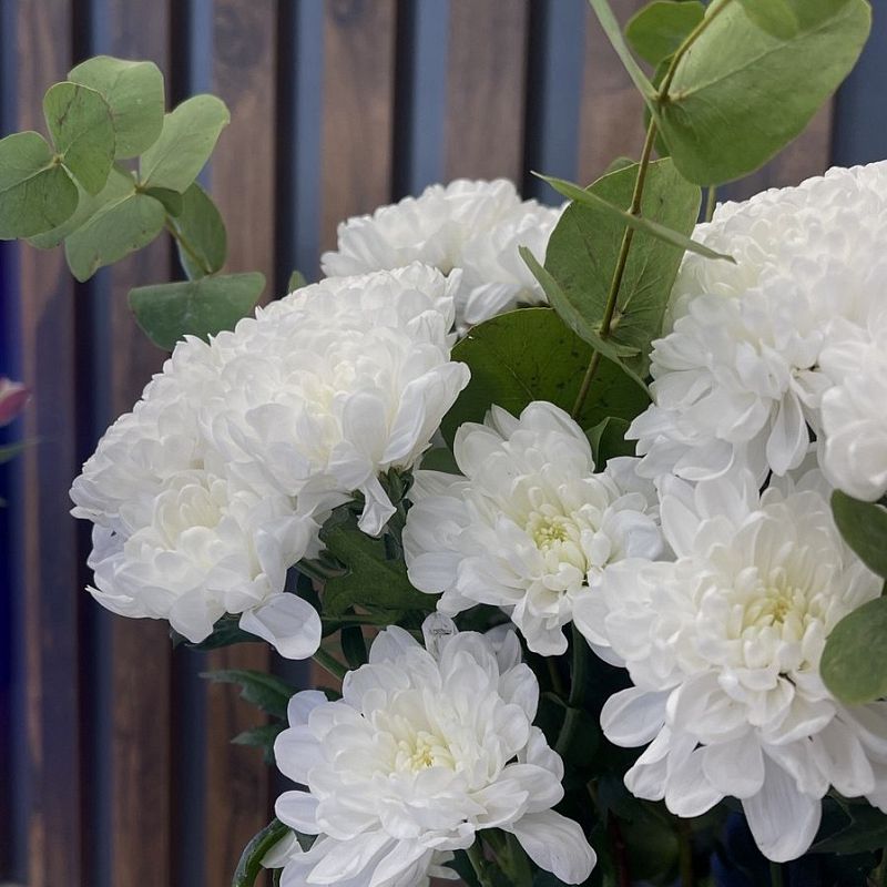 Хризантема Алтай и Эвкалипт фото