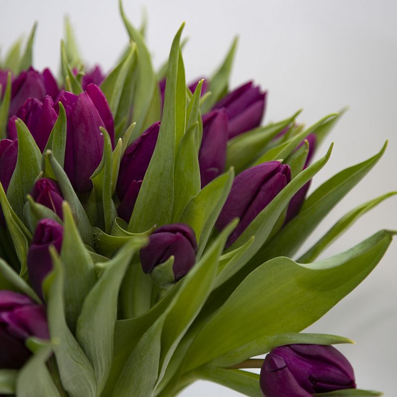 51 фиолетовый тюльпан фото