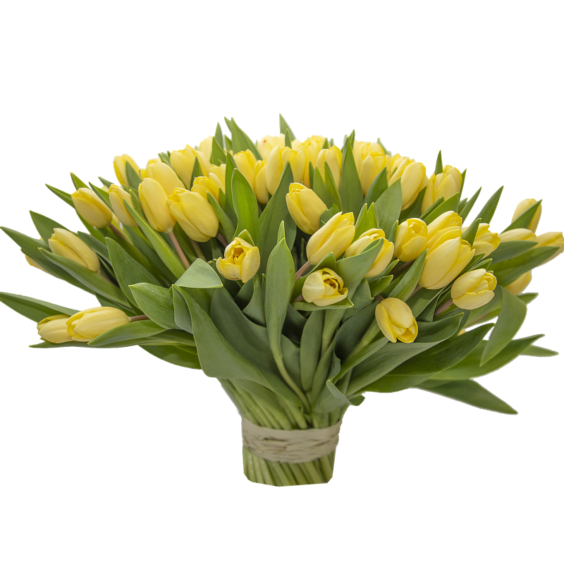 101 желтый тюльпан фото