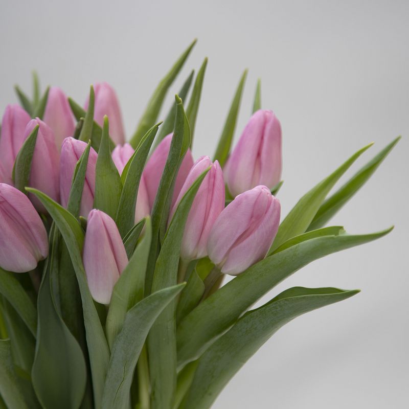 15 розовых тюльпанов фото