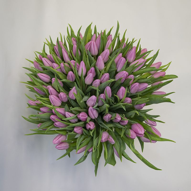 101 розовый тюльпан фото