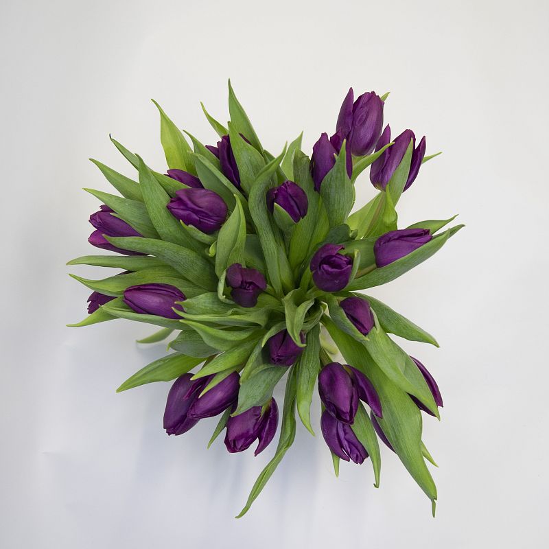 25 фиолетовых тюльпанов фото