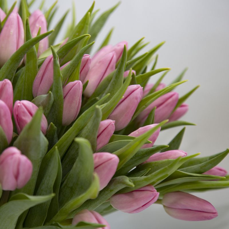 101 розовый тюльпан фото