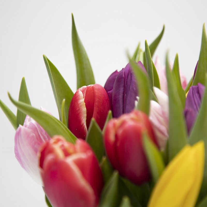 19 разноцветных тюльпанов фото