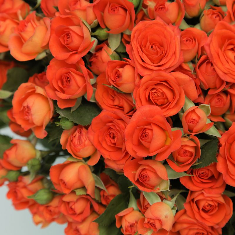 Роза Беби фото