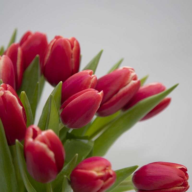 19 красных тюльпанов фото