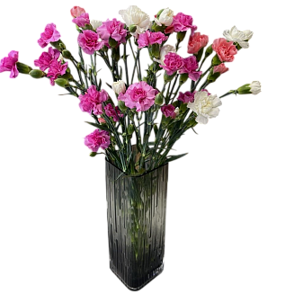 Кустовая гвоздика