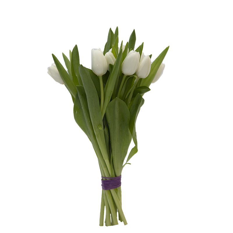 11 белых тюльпанов фото