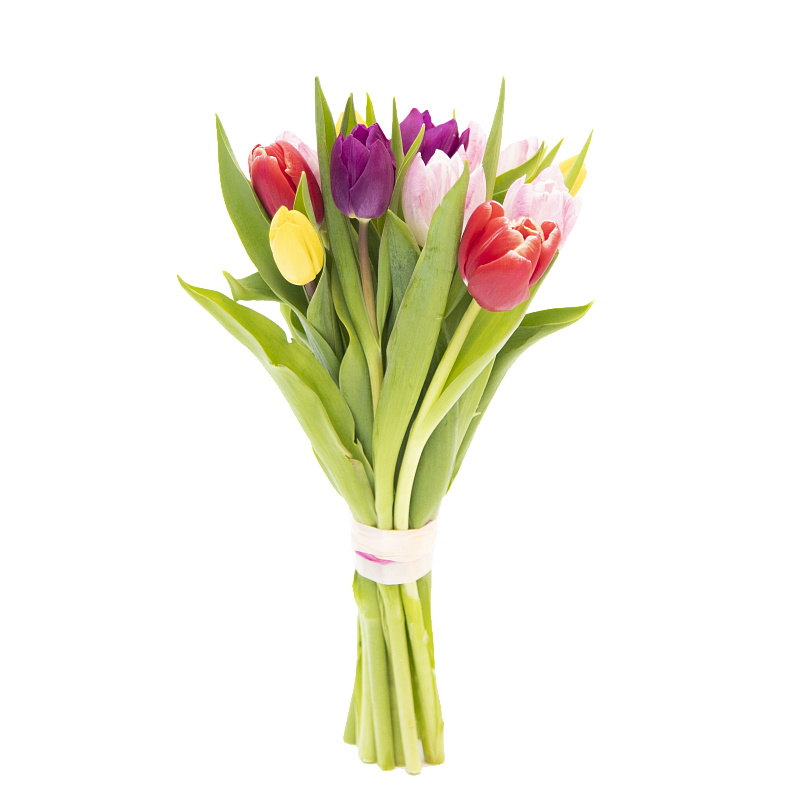 11 разноцветных тюльпанов фото