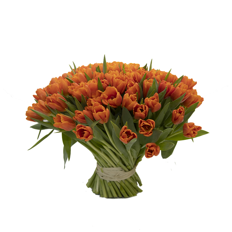 101 оранжевый тюльпан фото