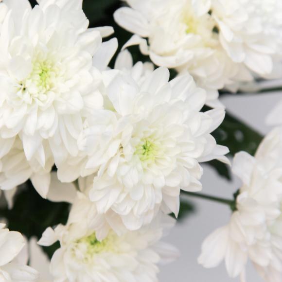 Белая хризантема фото