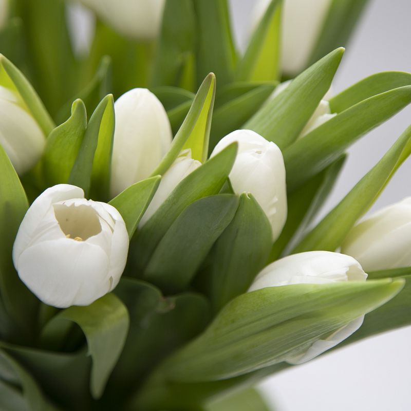 19 белых тюльпанов фото