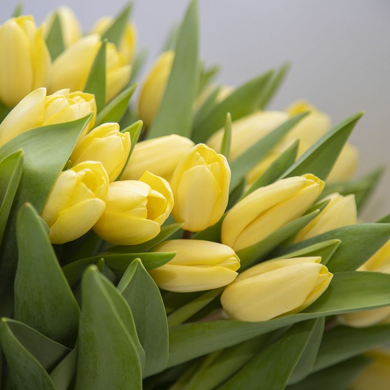 101 желтый тюльпан фото