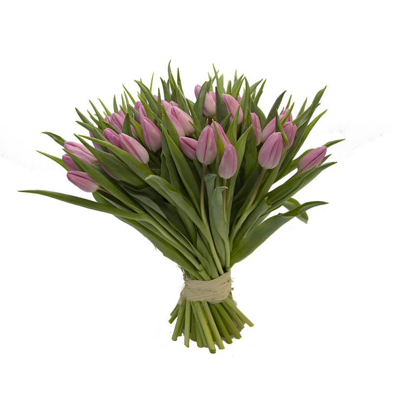 51 розовый тюльпан фото