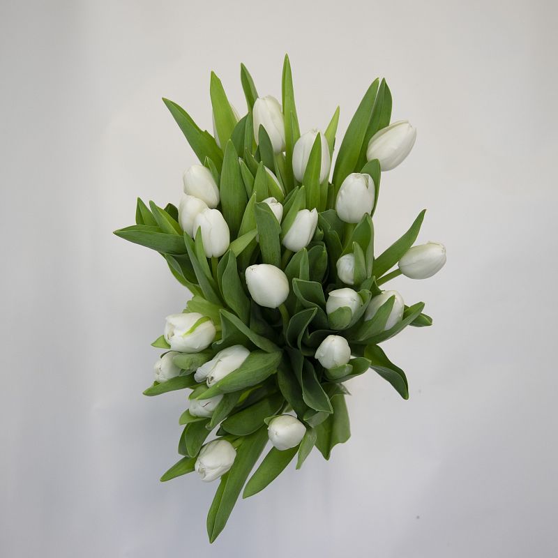 25 белых тюльпанов фото