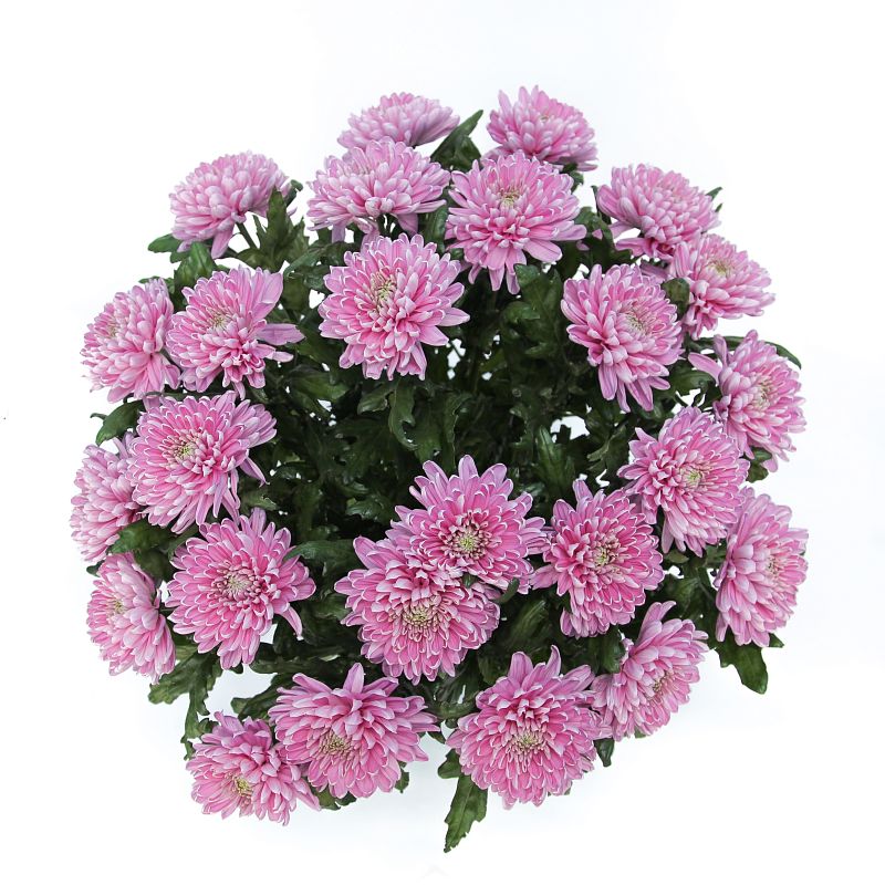 Хризантема Россано Дарк фото